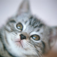 猫02.jpg
