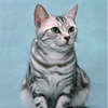 猫09.jpg