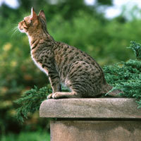 猫12.jpg